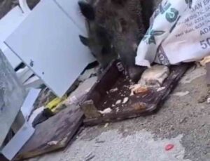 Aç kalan domuz sürüsü çöpte yiyecek aradı