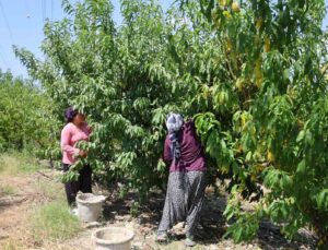 Adana’da şeftali hasadı başladı: Don vuran bahçelerde rekolte düştü