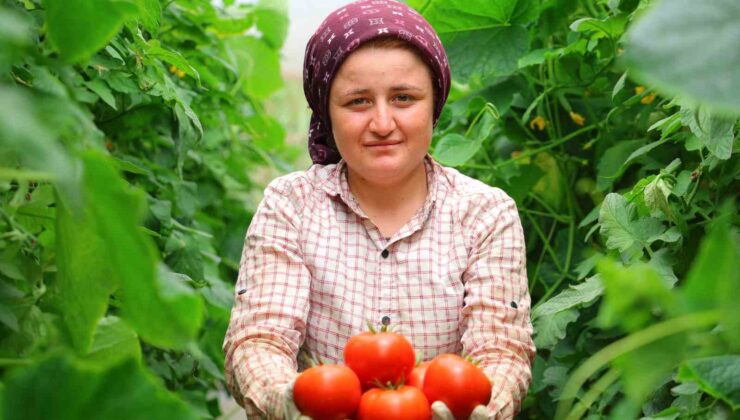 Adının hakkını veren mahalle: Her mevsim domates üretimi bölgeye katkı sağlıyor