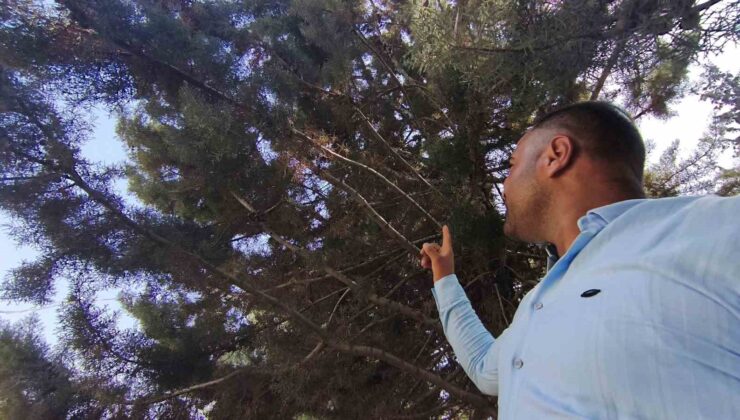 Ağaç gölgesinde ürküten manzara, fareyi yutmaya çalışan yılanla göz göze geldi
