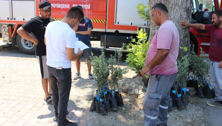 Antalya Büyükşehir Belediyesi’nden zeytin seferberliği