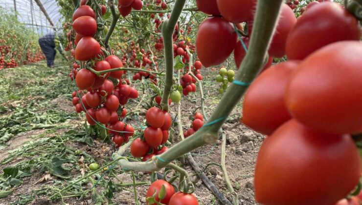 Antalya hallerinde haziran ayında domates yıllık miktarda yüzde 86 arttı