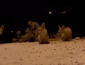 Antalya’da aç kalan tilki yavrularını kraker ve bisküviyle beslediler