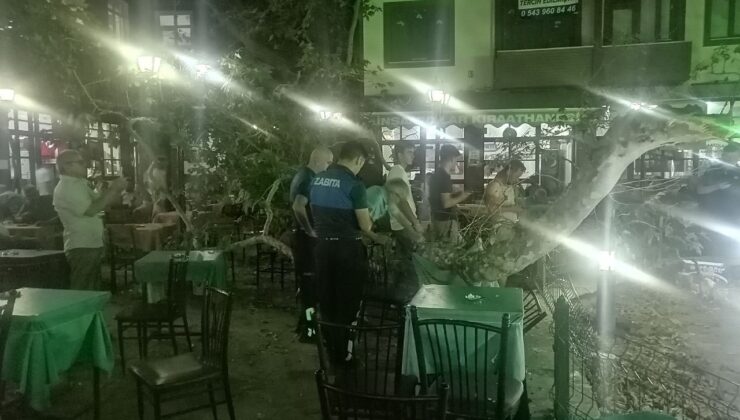 Asırlık çınarın dalı kalabalığın üzerine düştü: 1 yaralı