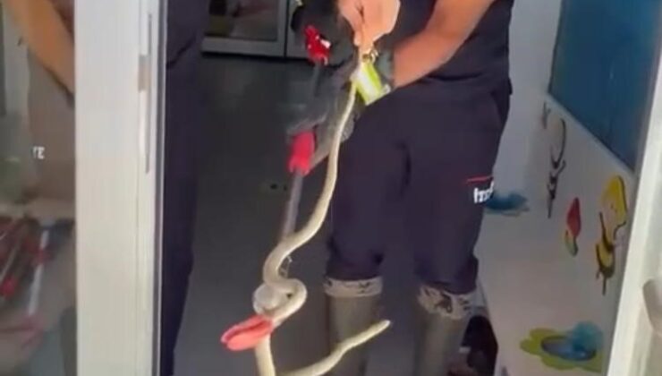 Ayakkabılıktan çıkan yılan paniğe neden oldu