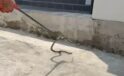 Bir evin bahçesine giren yılanı yakalayan itfaiye eri yılana su içirdi