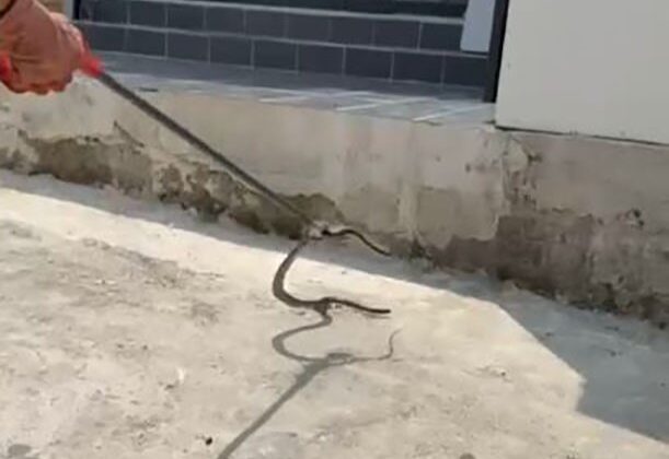Bir evin bahçesine giren yılanı yakalayan itfaiye eri yılana su içirdi