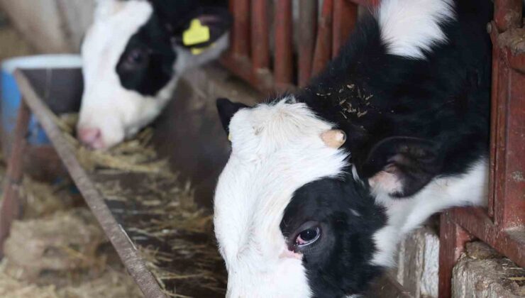 Büyükşehir’den kırsaldaki besicilere veterinerlik hizmeti