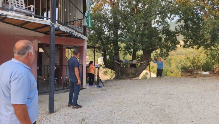 Dallarıyla “Allah” lafzı yazılı asırlık ağaç ilgi çekiyor