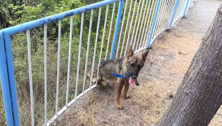 Demir korkuluklara sıkışan köpeği itfaiye kurtardı