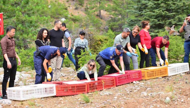 Feke’de sazanlar baraja, keklikler dağlara salındı