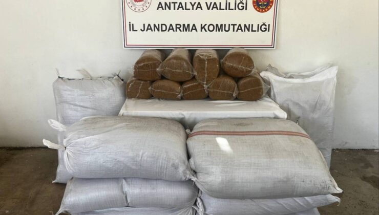 Gazipaşa’da 800 kilo bandrolsüz tütün ele geçirildi