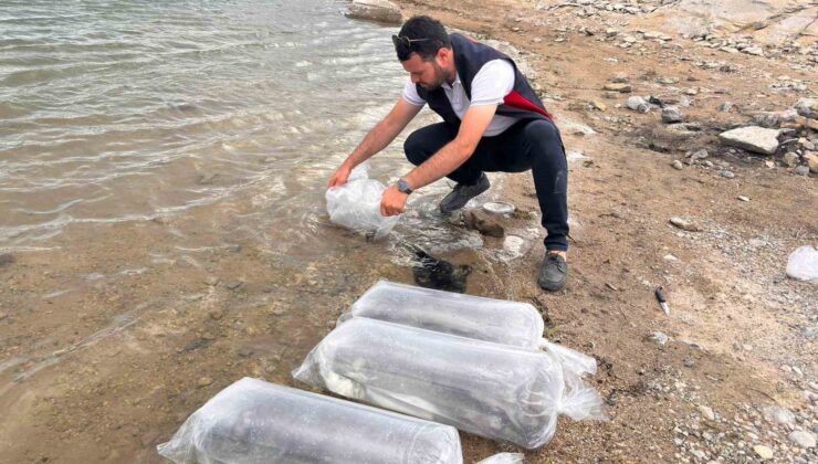 Gölhisar Gölü ve Yapraklı Barajı’na 5 bin yayın ve sazan balığı bırakıldı