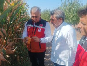 Hatay’da mısır tarlaları incelendi