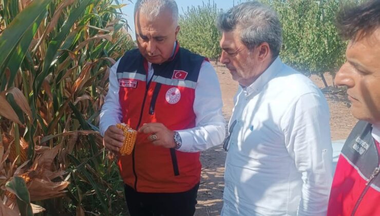 Hatay’da mısır tarlaları incelendi