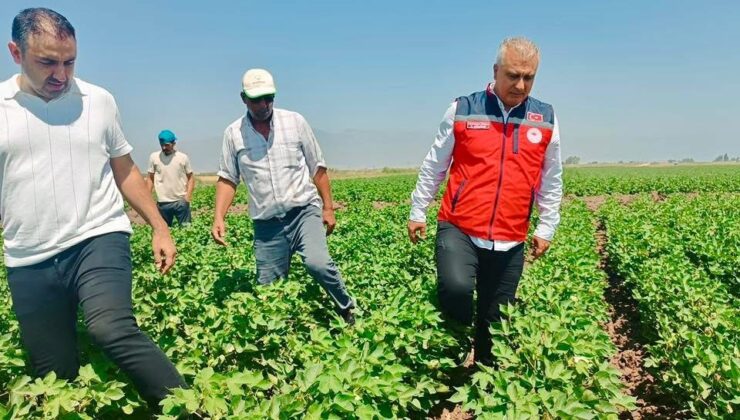 Hatay’da pamuk tarlaları incelendi