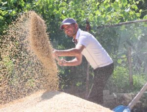Korkuteli Yeşiloba Yaylası’nda hibe tohumların buğday hasadı başladı