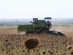 Kuraklık Çukurova’da ayçiçeği hasadını erkene çekti