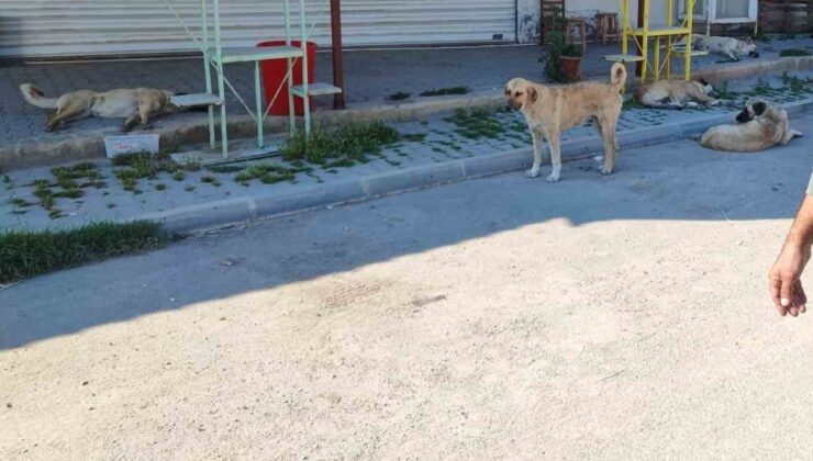 Mahalleli sokak köperlerine isyan etti