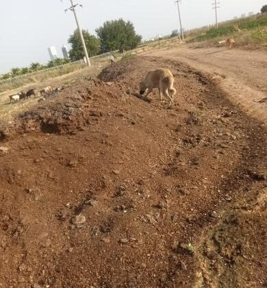 Mahalleye atılan tavuk pisliği kokusu vatandaşı çileden çıkardı