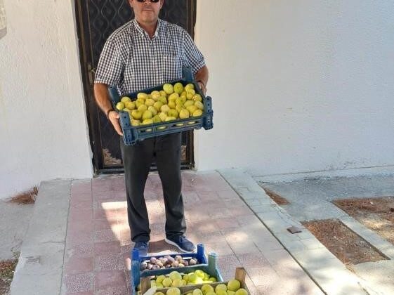 Mut’ta beyaz incir hasadı başladı