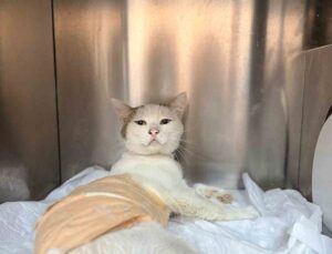 Omuriliğinden havalı tüfekle vurulan kedi tedavi altına alındı