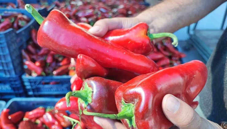 Salçalık biber sezonu başladı