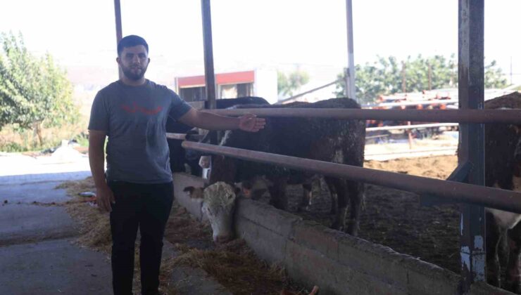 Sevkiyat sırasında firar eden ve 1 aydır haber alınamayan angusların sahibi: “Bu cins hayvanlar aşırı hırçın oluyor, görenler kaçsınlar”