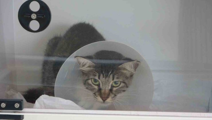 Sokak kedisini defalarca tekmeledi