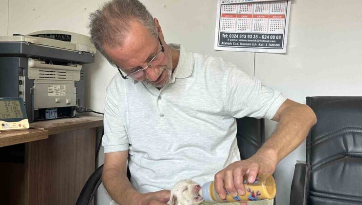 Tescilli ırk olan Çatalburun köpeği bir batında 13 yavru dünyaya getirdi