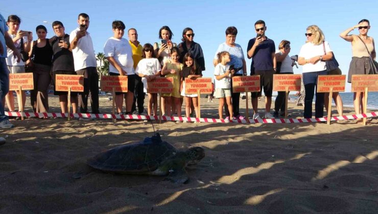 Uydu cihazı takılan kaplumbağa ’Soli’ denize bırakıldı