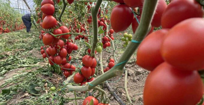 Antalya hallerinde temmuz ayında domates yıllık miktarda yüzde 47 arttı