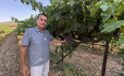 Antalya’da üzümde bu yıl yüzde 25 rekolte bekleniyor
