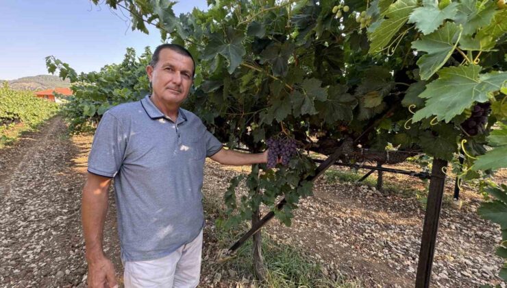Antalya’da üzümde bu yıl yüzde 25 rekolte bekleniyor