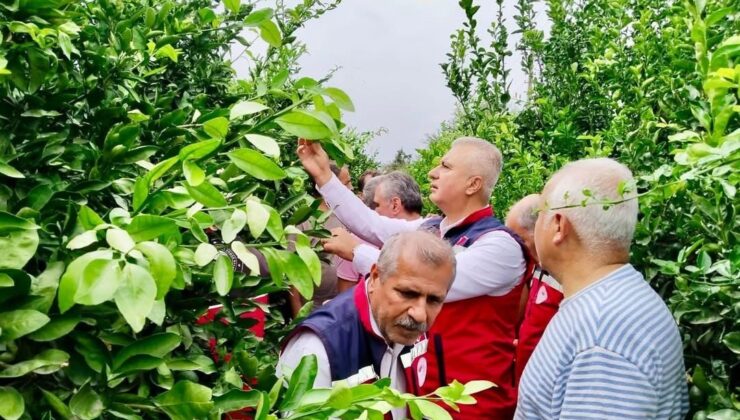 Hatay’da narenciye bahçeleri zararlı organizmalara karşı incelendi