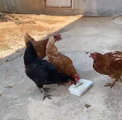 Sıcaktan bunalan tavuklarını Maraş dondurması ile serinletti