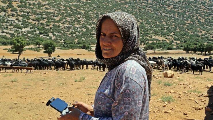 Sürüsüne dadanan kurtlar, çoban kadını dron pilotu yaptı